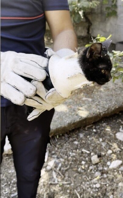 Osmaniye’de bir yavru kedi, plastik kapağa sıkıştı. Mahalle sakinlerinin ihbarı
