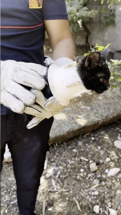 Osmaniye’de plastik kapağa hapsolan yavru kedi itfaiye ekipleri sayesinde kurtarıldı.