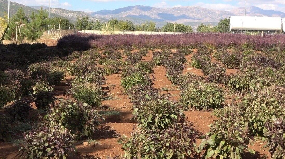 Munzur Üniversitesi’nde Reyhan Yetiştiriciliği ile Arıların Bal Üretimi Yeniden Başladı Munzur Üniversitesi, reyhan yetiştiriciliği projeleri ile Tunceli'nin doğal zenginliklerini ortaya