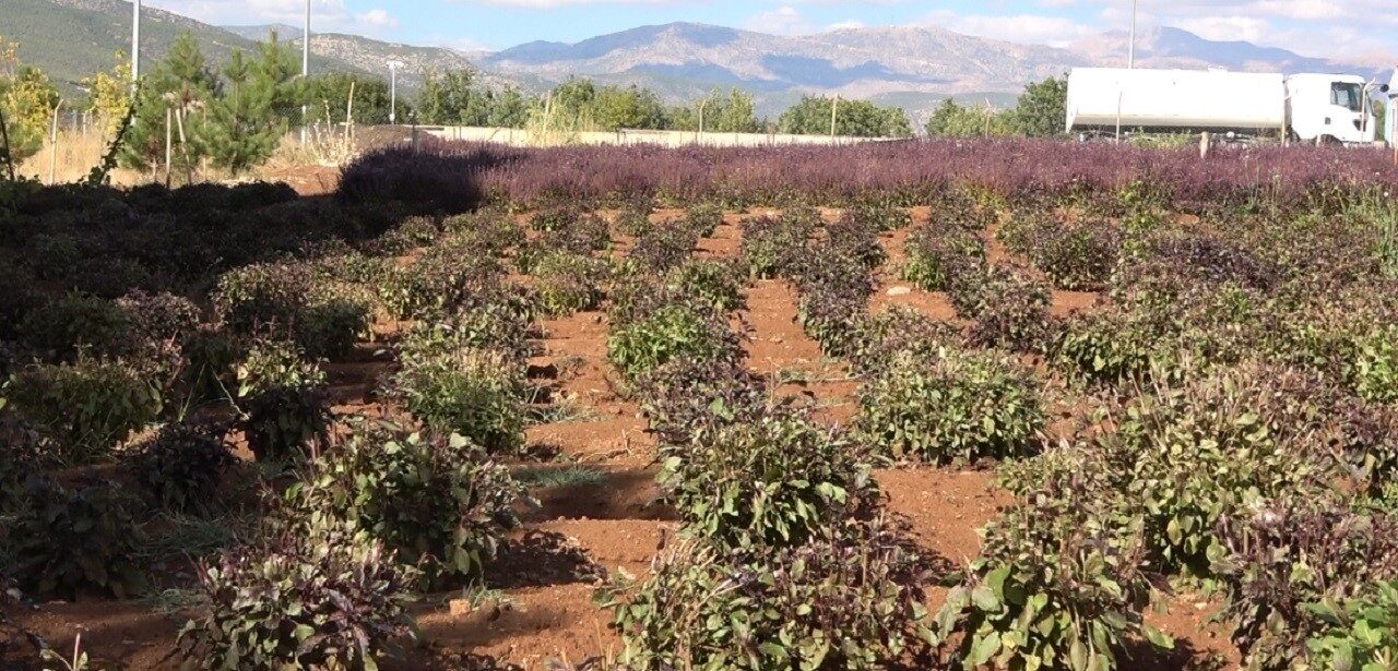 Munzur Üniversitesi, reyhan yetiştiriciliği projeleri ile Tunceli'nin doğal zenginliklerini ortaya