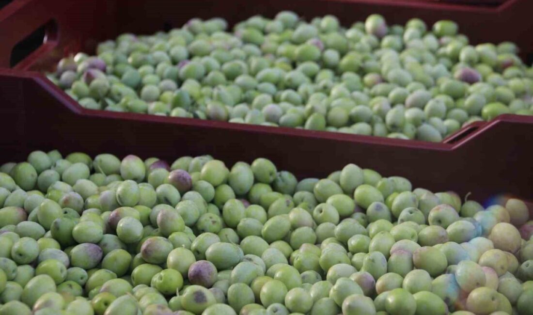 Fethiye ve Seydikemer’de zeytin hasadı hızla devam ediyor, fiyatlar beklentileri karşılıyor Muğla'nın Fethiye ve Seydikemer ilçelerinde zeytin hasadı devam ediyor. Turgut