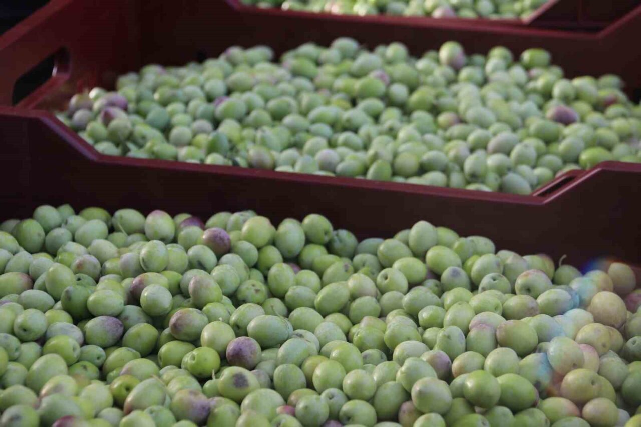 Muğla'nın Fethiye ve Seydikemer ilçelerinde zeytin hasadı devam ediyor. Turgut