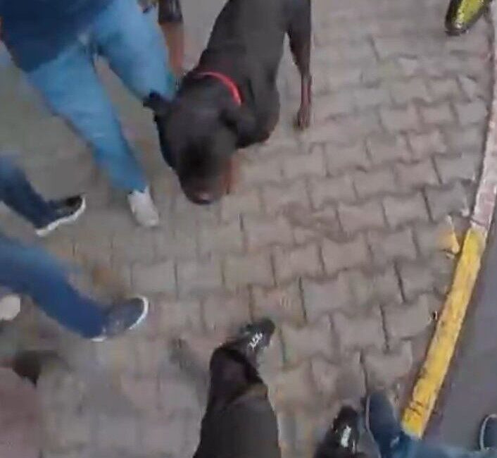 Mersin'de, sahibi tarafından ağızlıksız gezdirilen Rottweiler cinsi köpek, Şadiye Armut