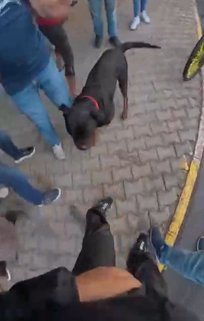 Mersin'de, sahibi tarafından ağızlıksız gezdirilen Rottweiler cinsi köpek, Şadiye Armut