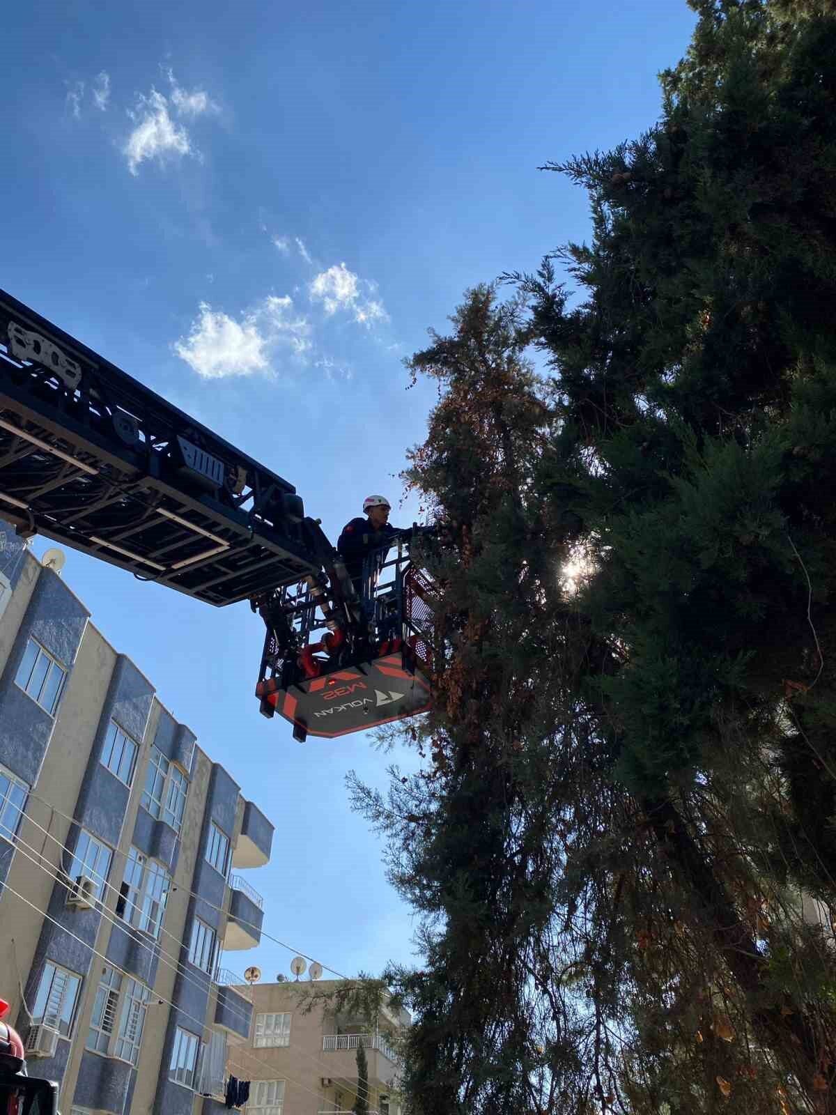 Şanlıurfa’da Öğretmenin İhbarıyla Ağaçta Mahsur Kalan Yavru Kedi Kurtarıldı