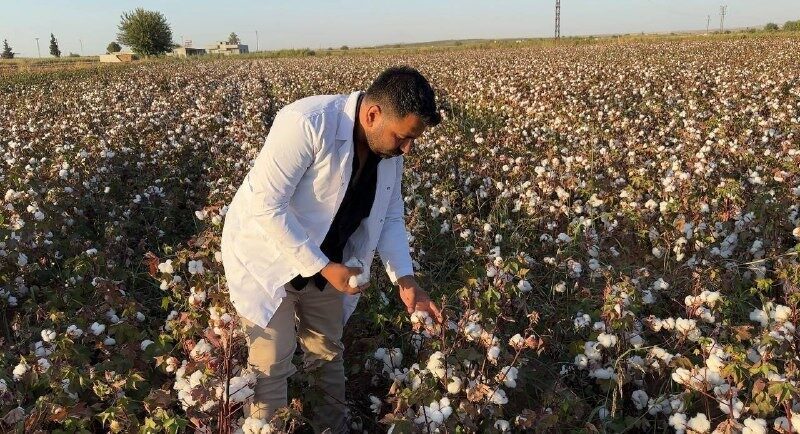 Şanlıurfa'da pamuk hasadı başladı; bu yıl 1,5 milyon ton rekolte