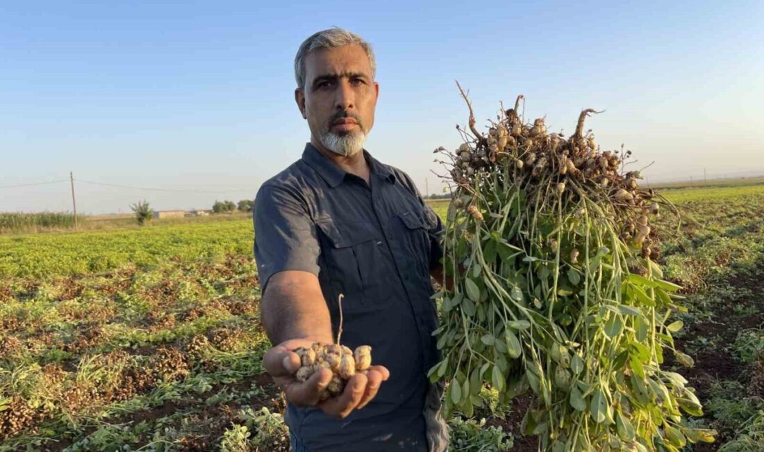 Şanlıurfa'da artan maliyetler nedeniyle çiftçiler, pamuk yerine yer fıstığı ekimine