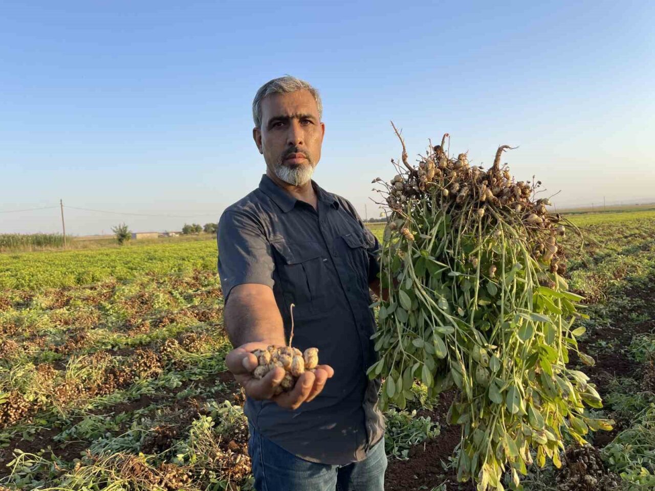 Şanlıurfa'da artan maliyetler nedeniyle çiftçiler, pamuk yerine yer fıstığı ekimine