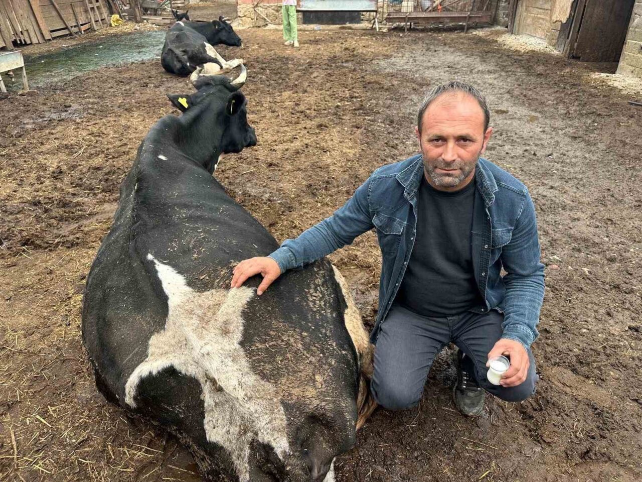 Bursa’da Şap Hastalığı Mağduru Besicinin Süt Verimi Çay Bardağına Düştü