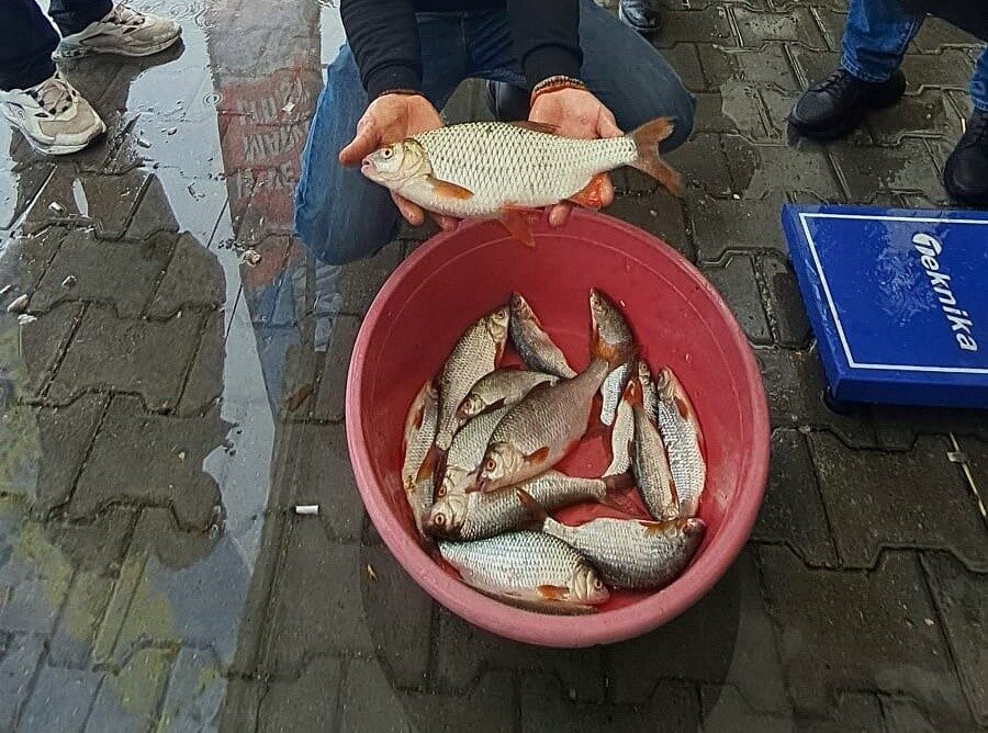 Sapanca'da düzenlenen kızılkanat balığı tutma yarışmasında amatör balıkçılar zorlu bir