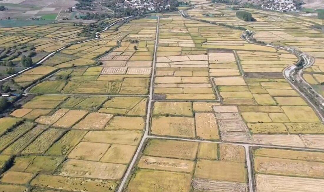 Sinop'un Saraydüzü ilçesinde çeltik hasadı başladı. 6 bin 500 dekarlık