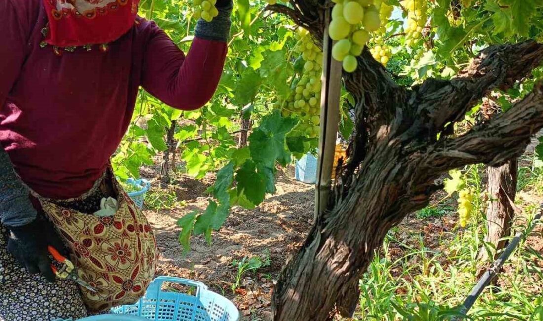 Manisa'nın Sarıgöl ilçesinde, Türkiye'nin önemli Sultaniye üzüm üretim merkezlerinden biri