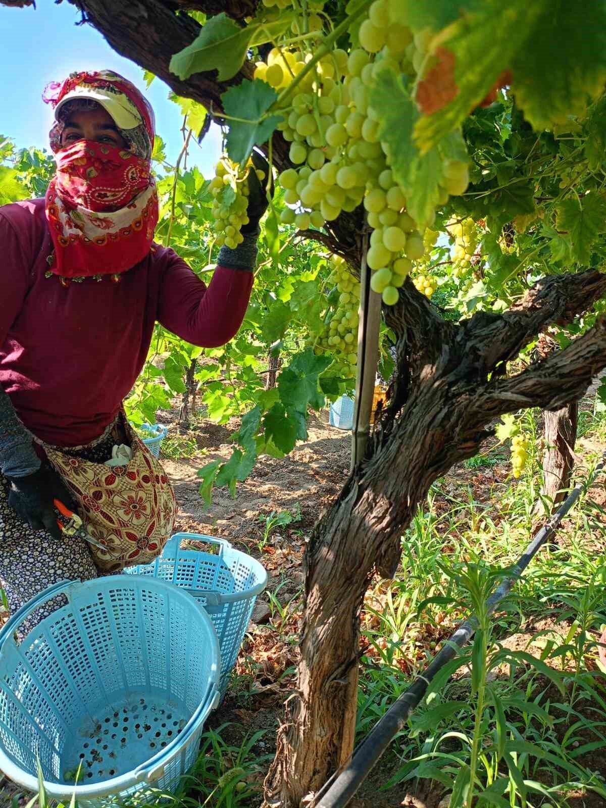 Manisa'nın Sarıgöl ilçesinde, Türkiye'nin önemli Sultaniye üzüm üretim merkezlerinden biri