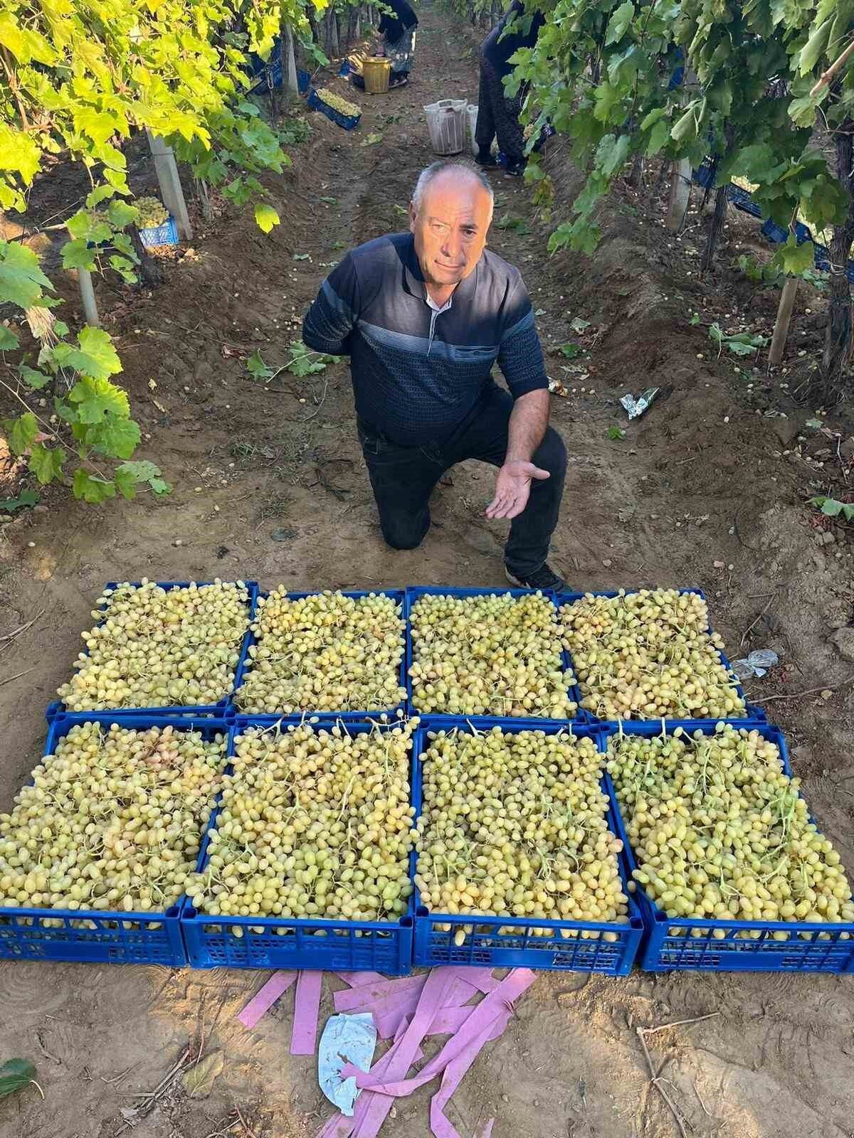 Manisa'nın Sarıgöl ilçesinde, ünlü Sultani çekirdeksiz üzümü ve diğer çeşitlerin