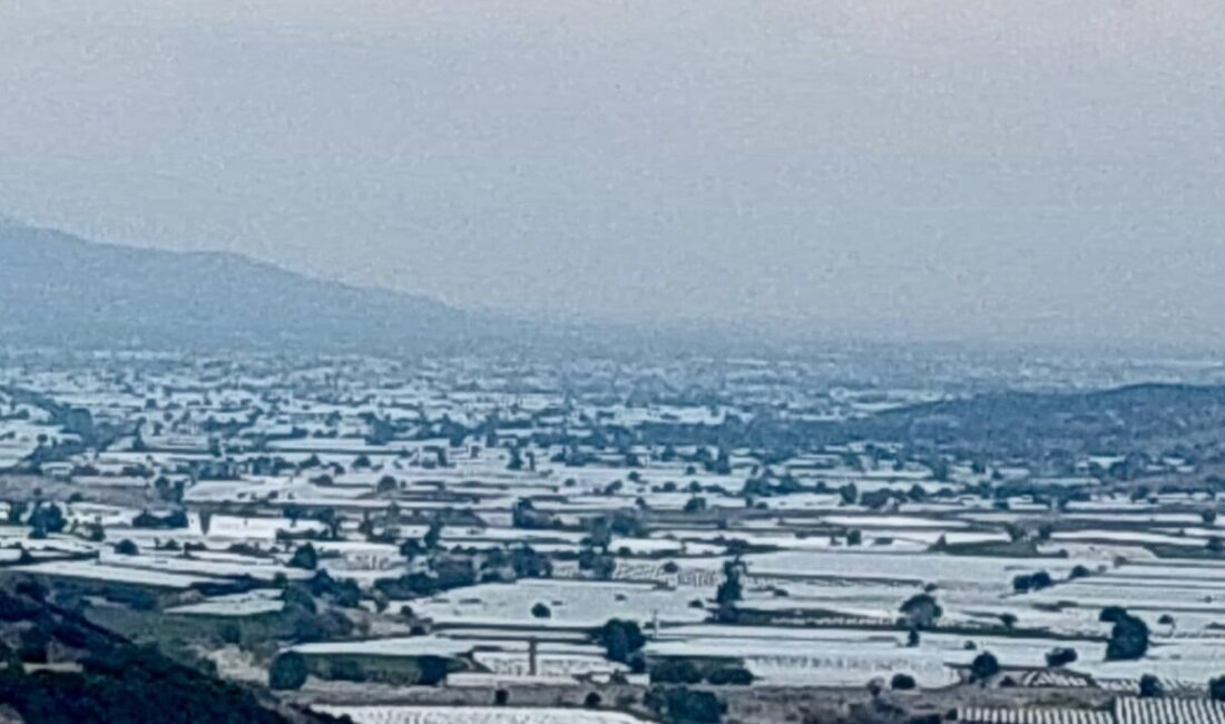 Manisa'nın Sarıgöl ilçesinde Sultani çekirdeksiz üzüm üreticileri, tüccarlardan hasat süreçlerini
