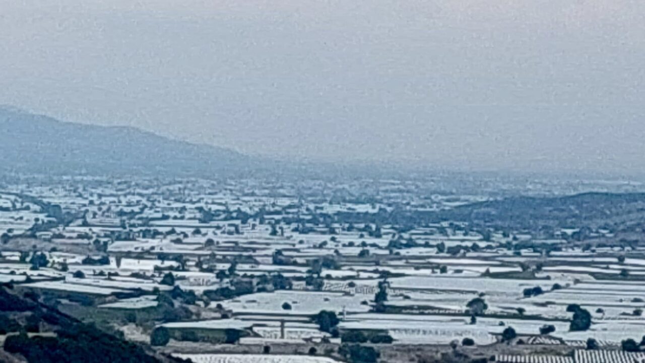 Manisa'nın Sarıgöl ilçesinde Sultani çekirdeksiz üzüm üreticileri, tüccarlardan hasat süreçlerini