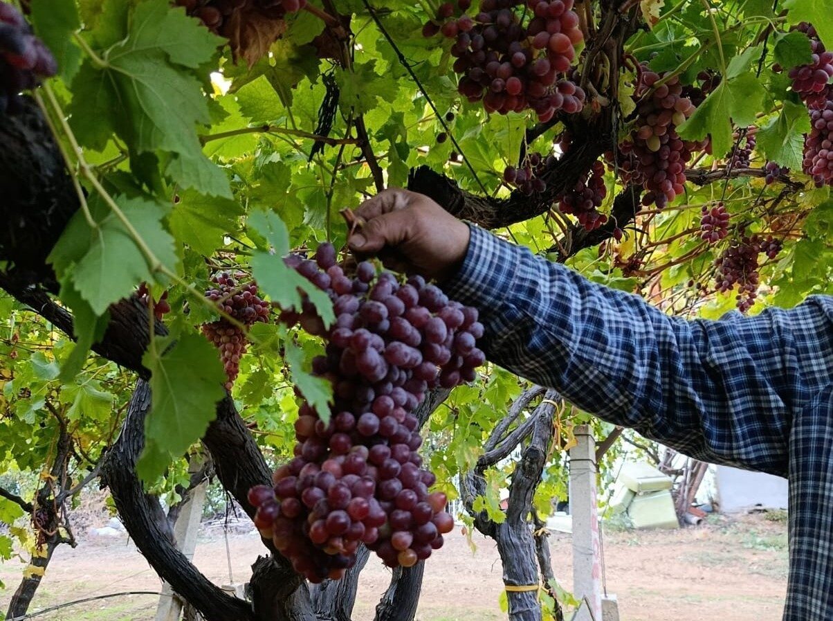 Manisa'nın Sarıgöl ilçesinde, üzüm üreticisi Güngör Cerit, beş dekarlık bağında