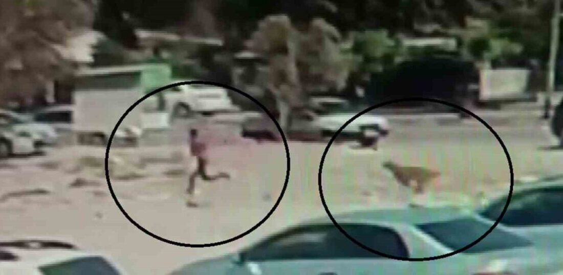 Hassa’da Başına Boş Köpekler, Vatandaşlar için Tehlike Oluşturmaya Devam Ediyor Hatay’ın Hassa ilçesinde 10 başıboş köpek, kent merkezinde vatandaşlara korkulu