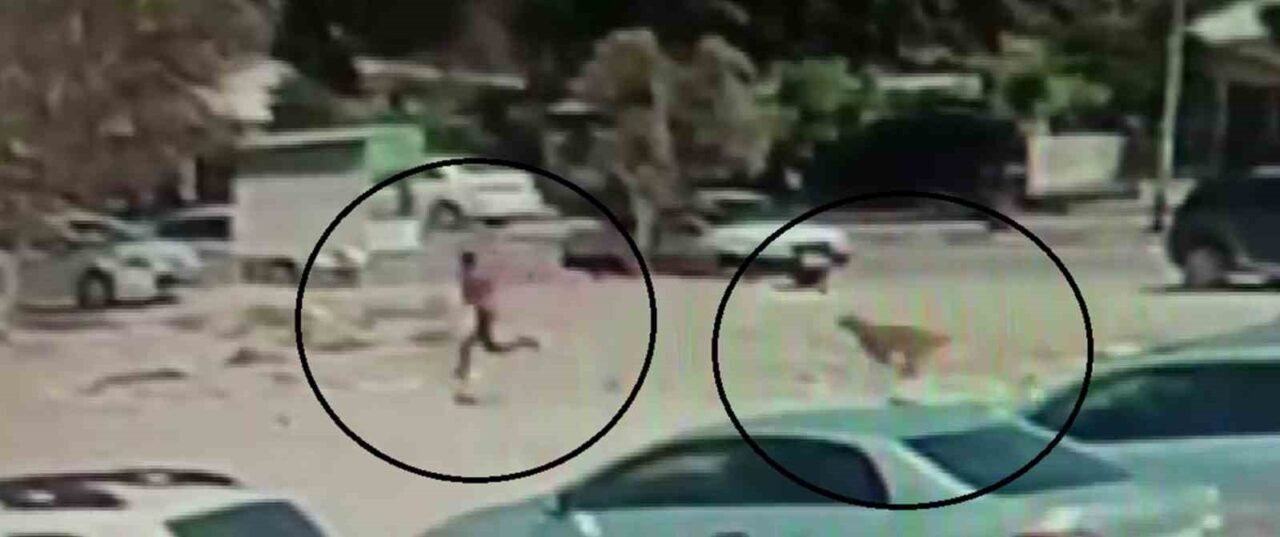 Hatay’ın Hassa ilçesinde 10 başıboş köpek, kent merkezinde vatandaşlara korkulu