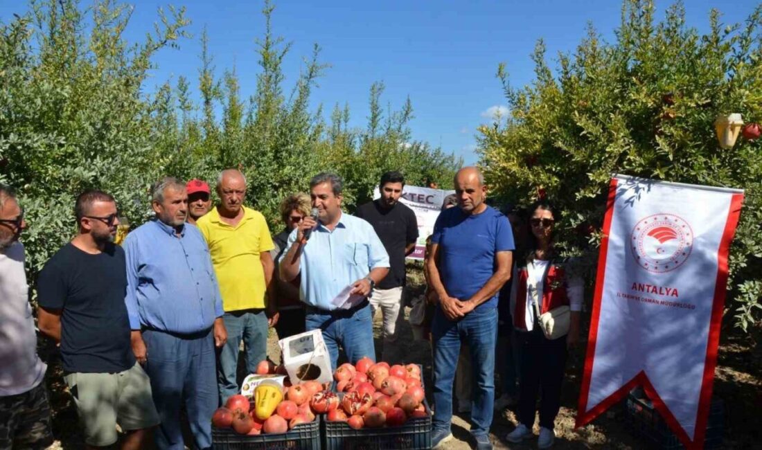 Antalya'nın Serik ilçesinde nar hasadı başladı. Üreticilerle bir araya gelen
