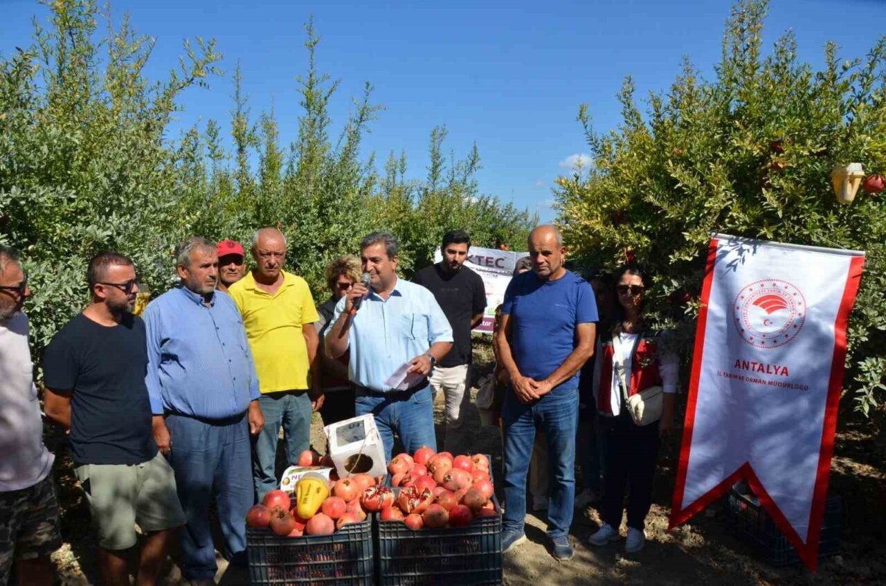 Antalya'nın Serik ilçesinde nar hasadının başlamasıyla birlikte, Tarım Müdürü Mustafa