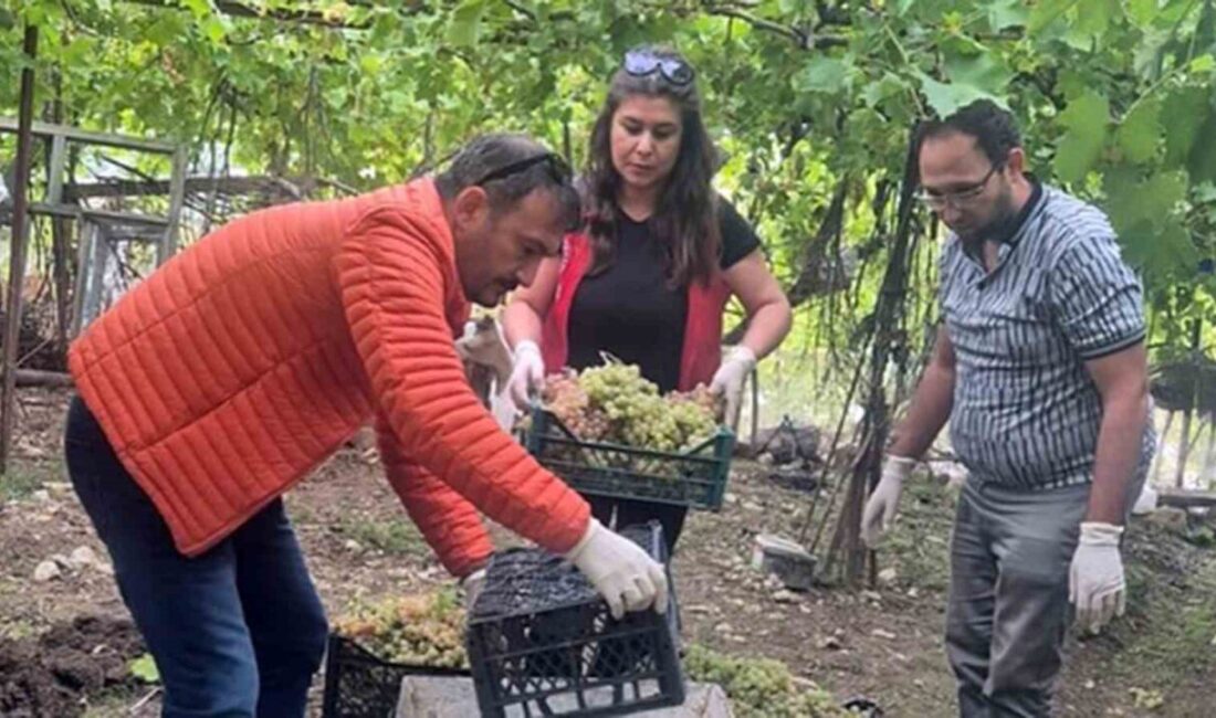 Seydikemer’de Yapılan Pestisit Denetimlerinde Yasaklı Aktif Maddeye Rastlandı Muğla Tarım ve Orman İl Müdürlüğü, Seydikemer'de yaptığı denetimlerde yasaklı