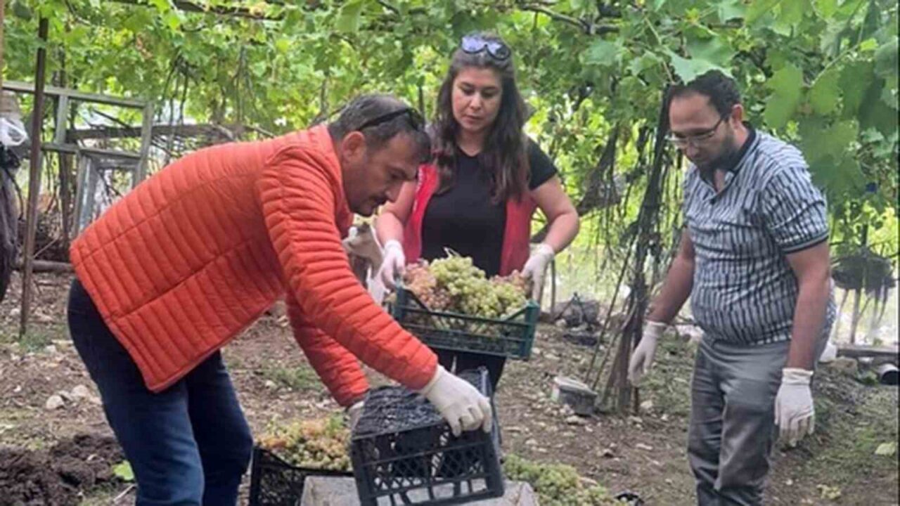 Muğla Tarım ve Orman İl Müdürlüğü, Seydikemer'de yaptığı denetimlerde yasaklı
