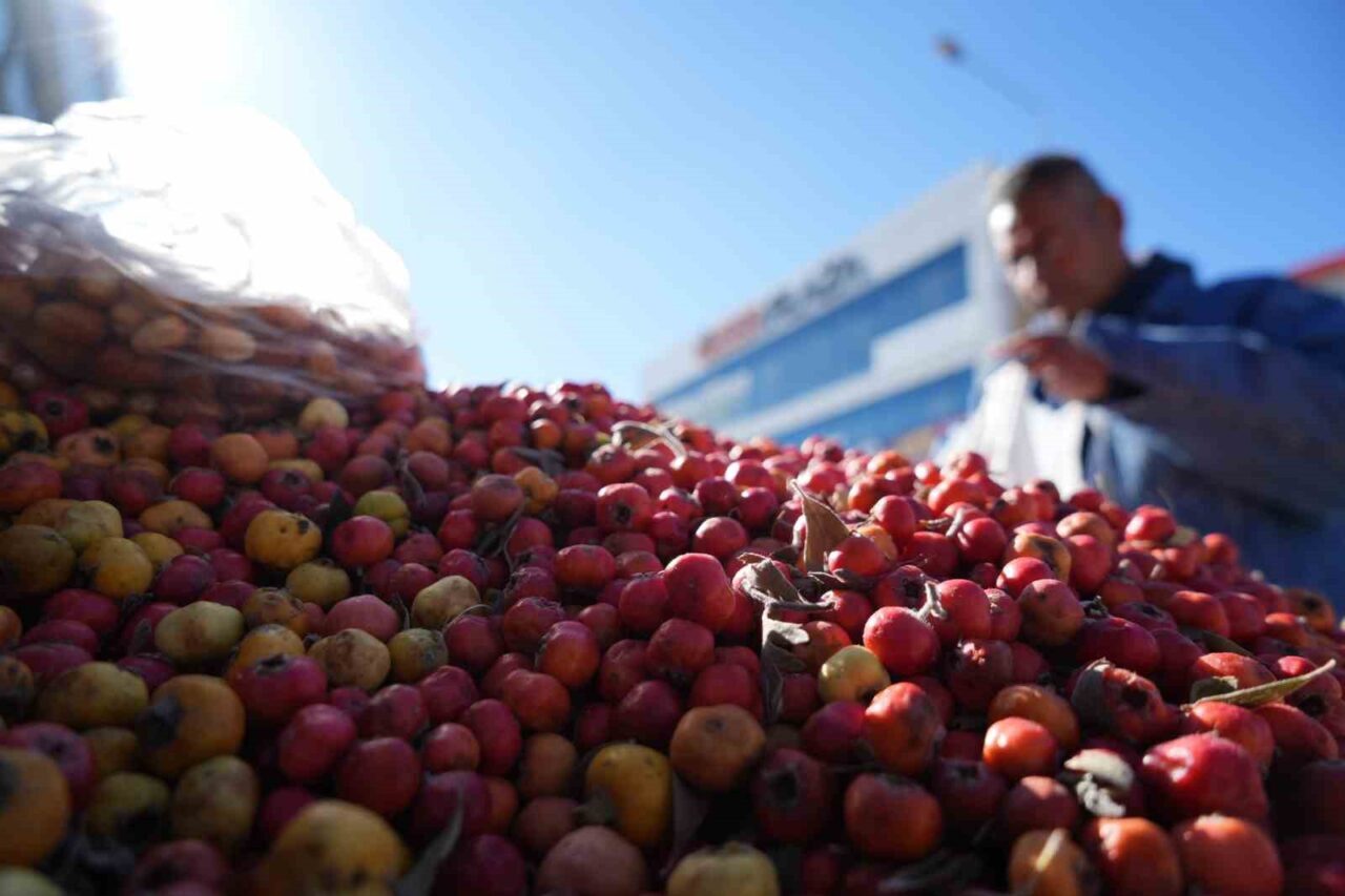 Erzincanlı Seyyar Satıcı, Yaban Bitkileriyle Sağlık Dağıtıyor: Alıç ve Gilaburu’nun Faydaları Hakkında Bilgilendirme Yapıyor