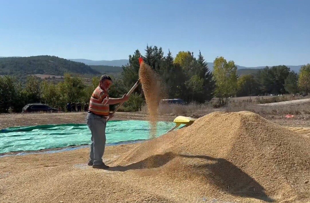 Sinop, yıllık 28 bin ton pirinç üretimiyle Türkiye'de 6. sırada.