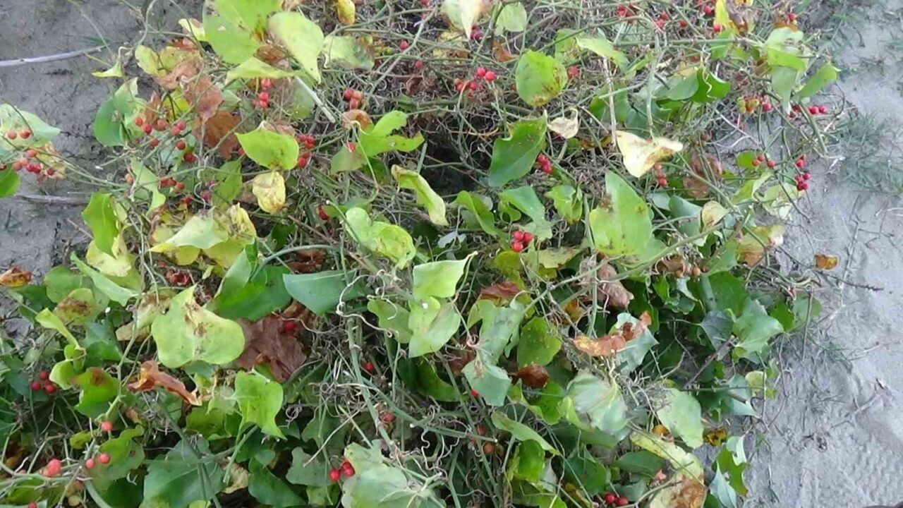 Yılbaşında uğur getirdiğine inanılan kokina çiçeği, İstanbul'dan gelen Roman vatandaşlar