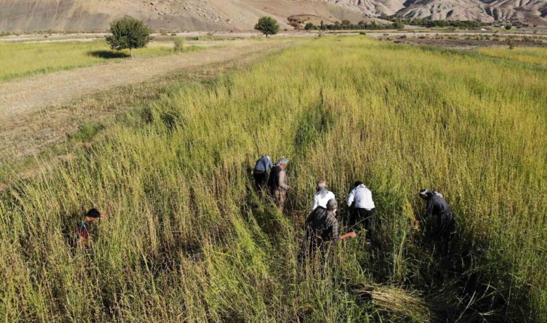 Şırnak'ın Kumçatı bölgesinde çiftçiler, Dergul tahini için susam hasadına imece