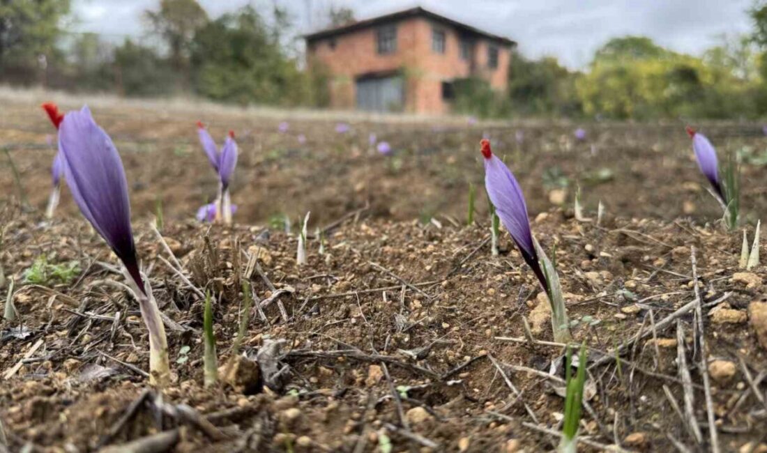 Safranbolu’da Erken Çiçek Açan Safran, Üreticileri Sevindiriyor Karabük'ün Safranbolu ilçesinde bulunan safran, hava sıcaklıklarının düşmesiyle erken çiçek