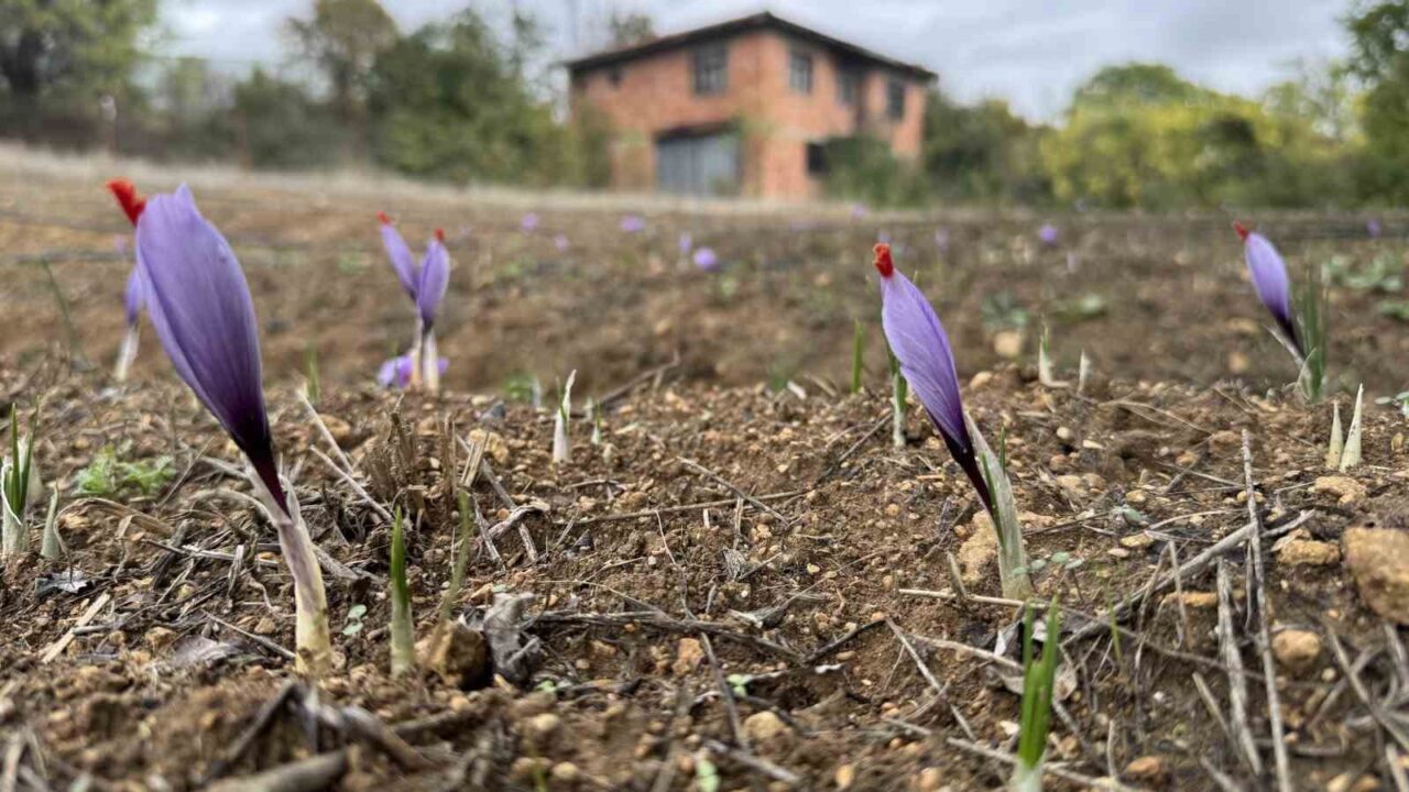 Karabük'ün Safranbolu ilçesinde bulunan safran, hava sıcaklıklarının düşmesiyle erken çiçek
