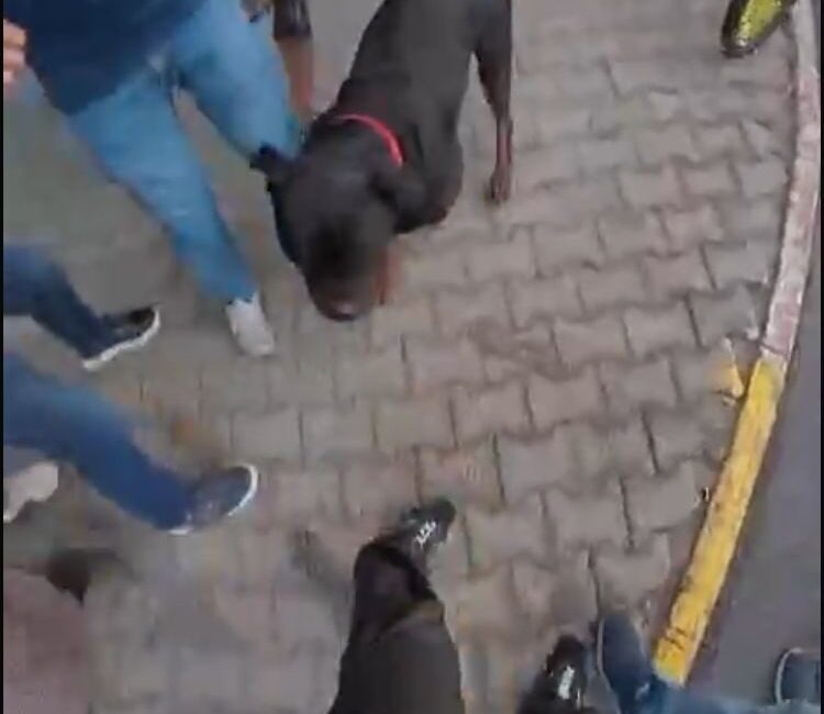 Mersin'de, sahibi tarafından ağızlık olmadan gezdirilen bir Rottweiler, önce Şediye