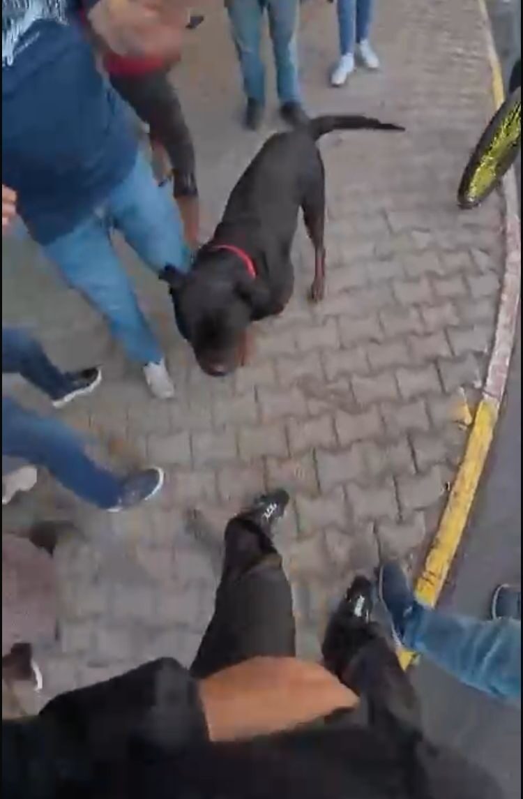 Mersin’de Ağızlıksız Gezdirilen Rottweiler, Kadına ve Motosikletli Kuryeye Saldırdı