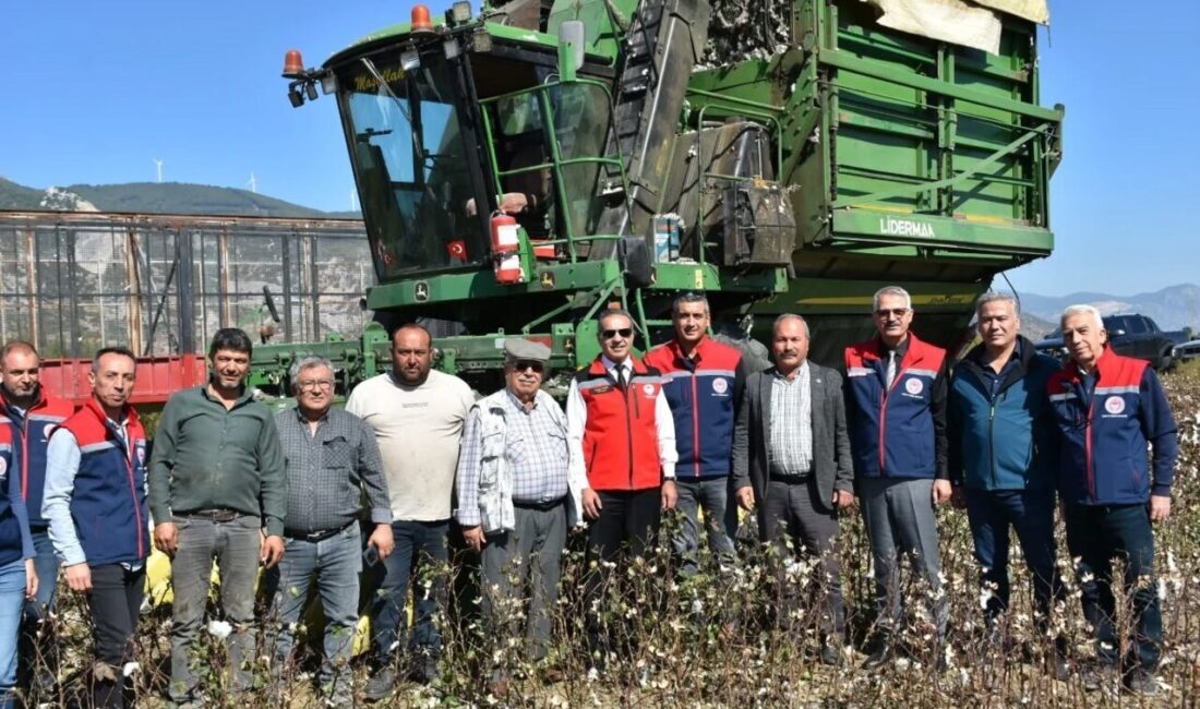Söke’de coğrafi işaretli Söke Pamuğu hasadına devam ediliyor. Aydın, 447