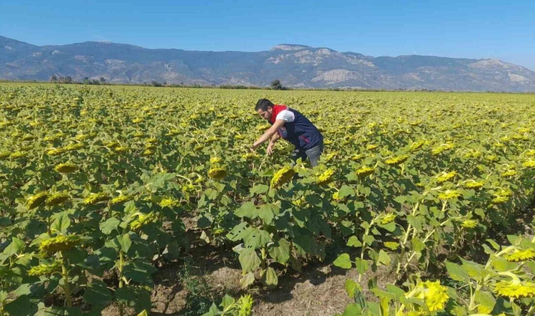 Söke’de Tarım Müdürlüğü, 2025 Desteklemeleri İçin Pamuk ve Ayçiçeği Saha Çalışmaları Yürüttü Söke İlçe Tarım ve Orman Müdürlüğü, 2025 desteklemeleri için pamuk