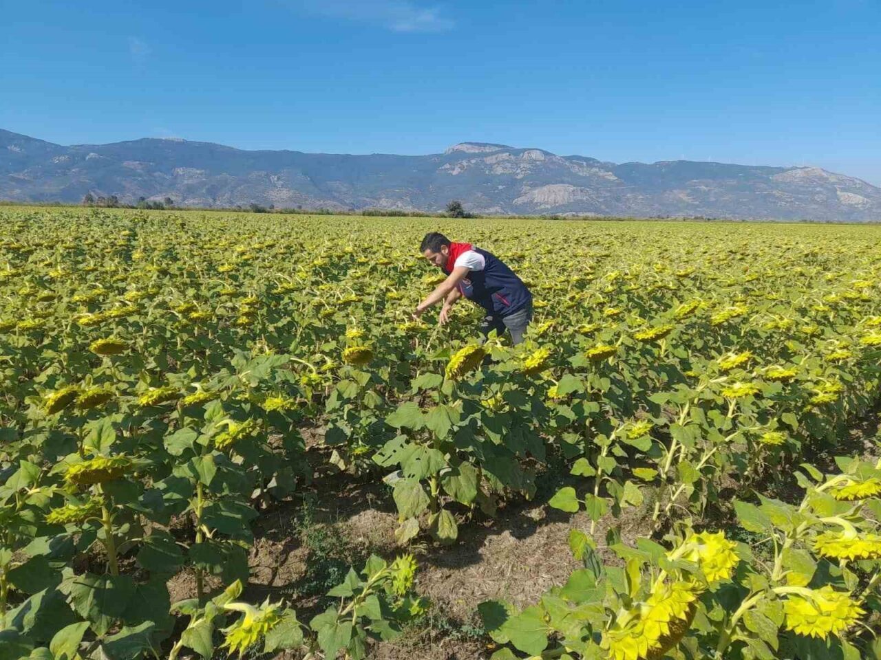 Söke İlçe Tarım ve Orman Müdürlüğü, 2025 desteklemeleri için pamuk