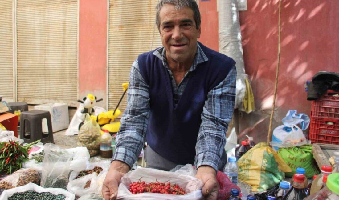 Aydın’ın Efeler ilçesinde kızılcık mevsimi başladı. Kilo fiyatı 150 lira