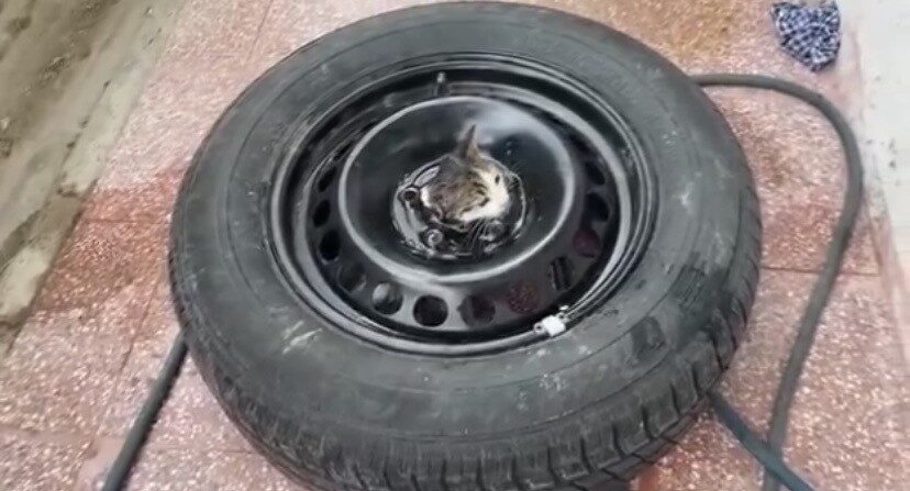 Çankırı'da, bir otomobilin stepnesine sıkışan yavru kedi, vatandaşların ihbarı üzerine