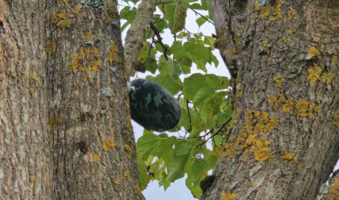 Zonguldak’ın Çaycuma ilçesinde 17 yaşındaki Hasret Akkuzu'nun cesedi, su kuyusunda