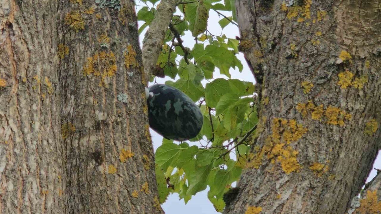 Zonguldak’ta Kaybolan 17 Yaşındaki Hasret Akkuzu’nun Cansız Bedeni Su Kuyusunda Bulundu, Cinayet Soruşturması Başlatıldı
