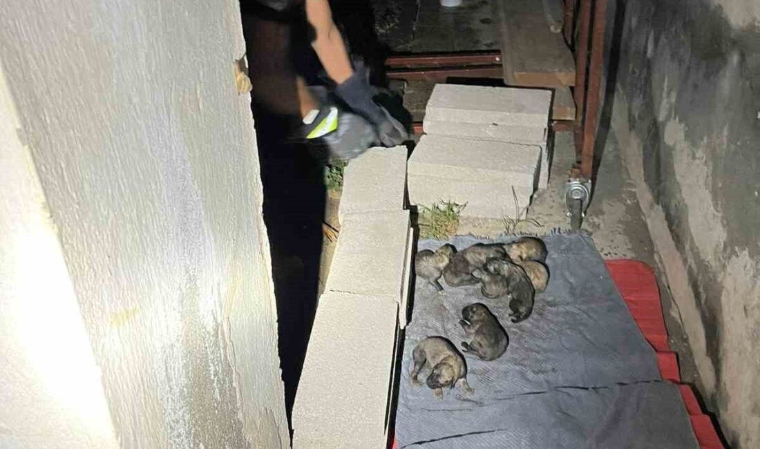 Samandağ’da Sulama Kanalında Mahsur Kalan Anne Köpek ve Yavruları İtfaiye Tarafından Kurtarıldı Hatay'ın Samandağ ilçesinde, Kapısuyu Mahallesi'nde bir anne köpek ile yavruları