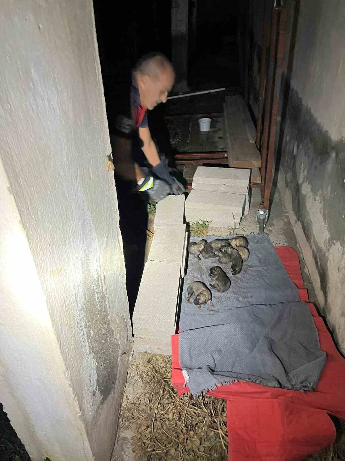 Hatay'ın Samandağ ilçesinde, Kapısuyu Mahallesi'nde bir anne köpek ile yavruları