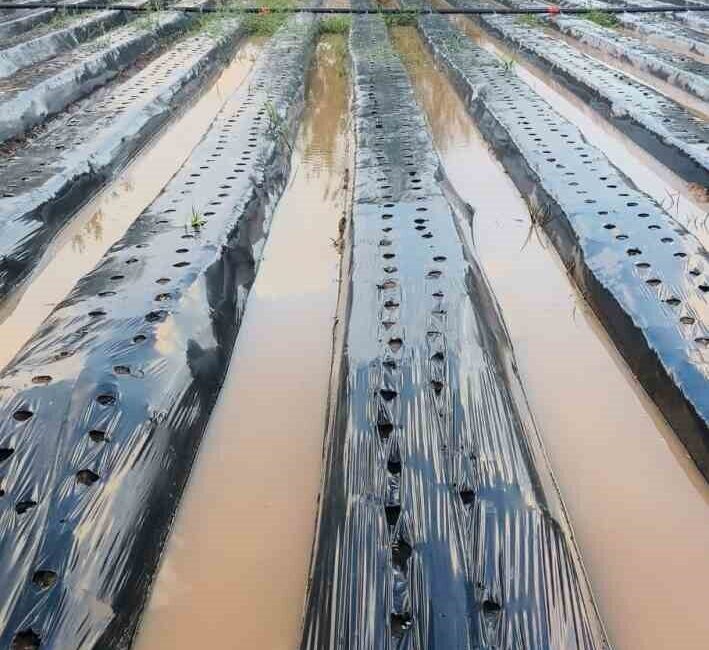 Aydın'daki sağanak yağış, Sultanhisar ilçesi Atça Mahallesi'nde çilek tarlalarını su