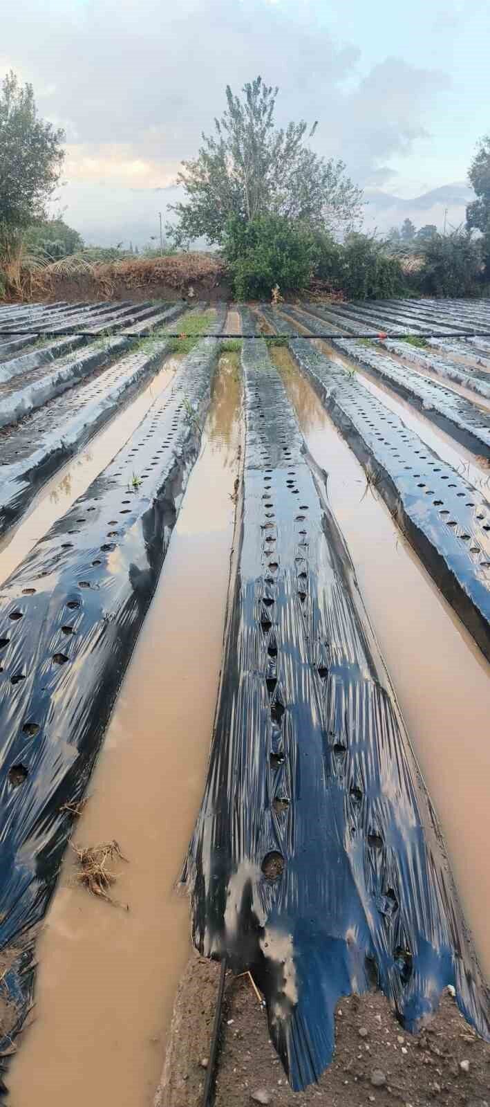 Aydın'daki sağanak yağış, Sultanhisar ilçesi Atça Mahallesi'nde çilek tarlalarını su
