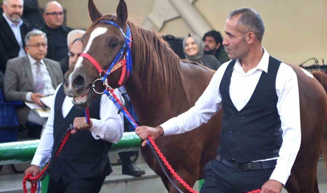 Malatya’daki Sultansuyu Tarım İşletmesi’nde Yetiştirilen Taylar, 54 Milyon 200 Bin TL’ye Açık Artırma ile Satıldı Malatya'nın Akçadağ ilçesindeki Sultansuyu Tarım İşletmesi'nde yetiştirilen elit Arap tayları,