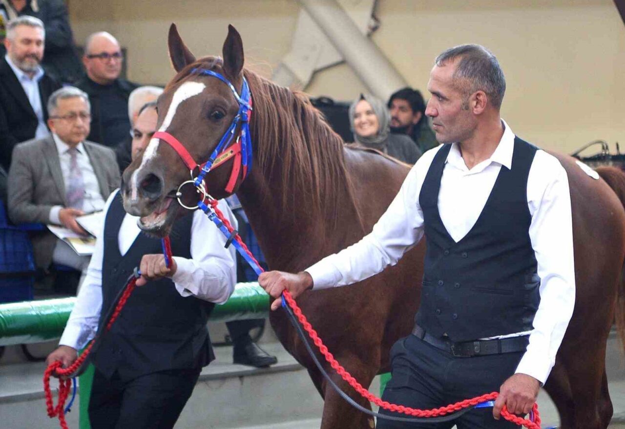 Malatya'nın Akçadağ ilçesindeki Sultansuyu Tarım İşletmesi'nde yetiştirilen elit Arap tayları,