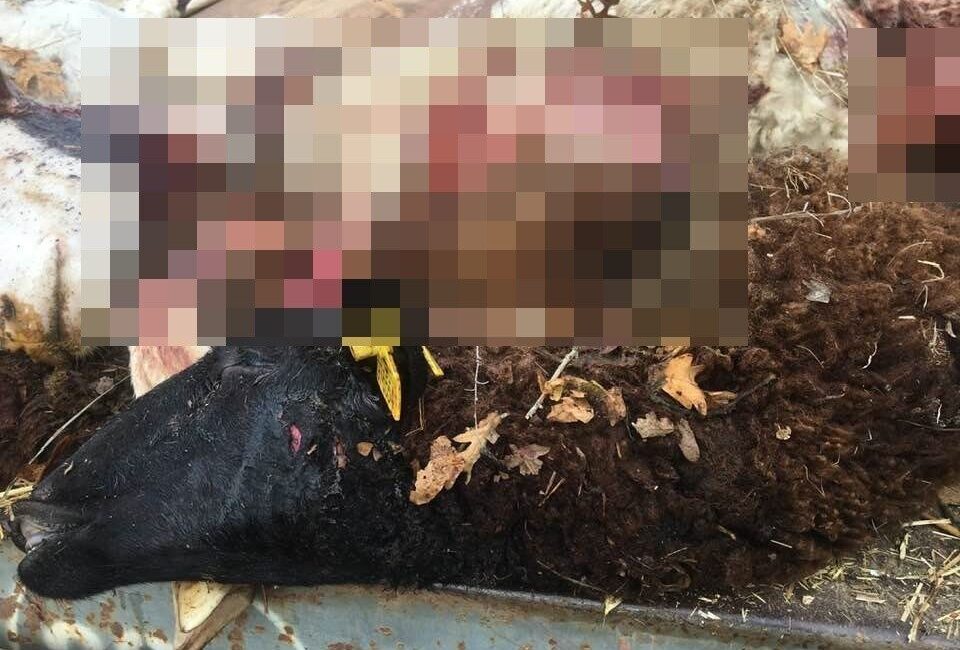 Bilecik’in Pazaryeri ilçesinde Yakup T., koyunlarını meraya saldıktan sonra kurtların