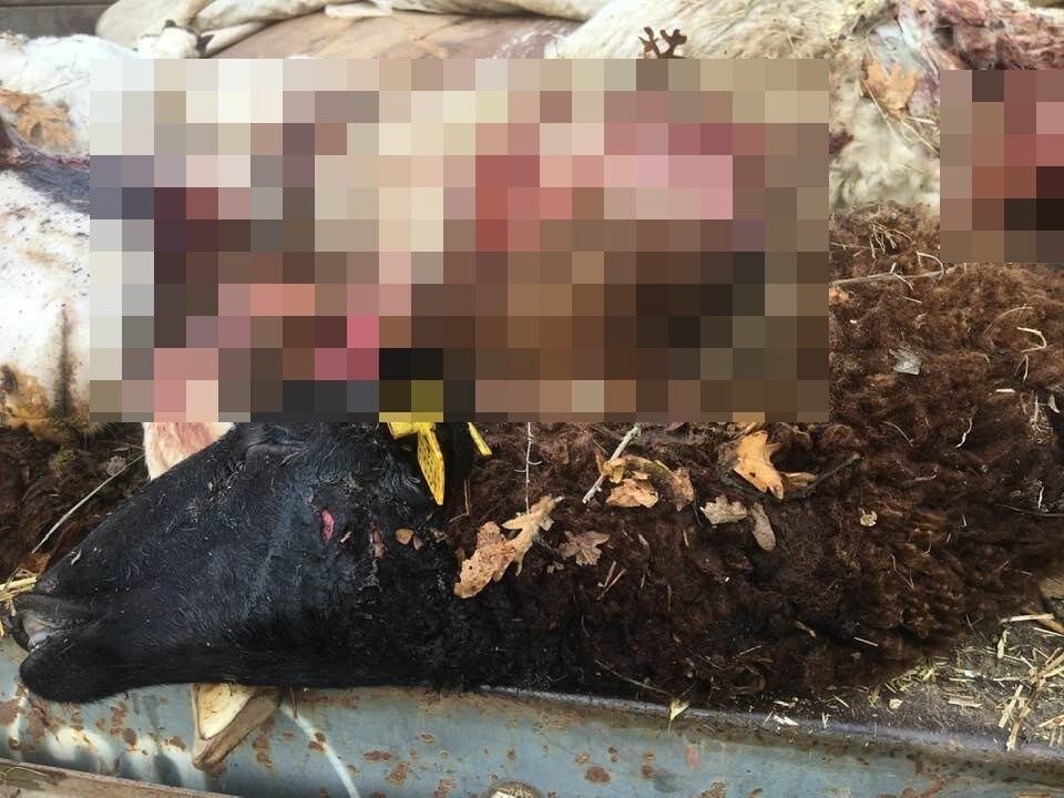 Bilecik’in Pazaryeri ilçesinde Yakup T., koyunlarını meraya saldıktan sonra kurtların